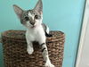 adoptable Cat in ball ground, GA named Geranium