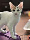 adoptable Cat in  named Aster