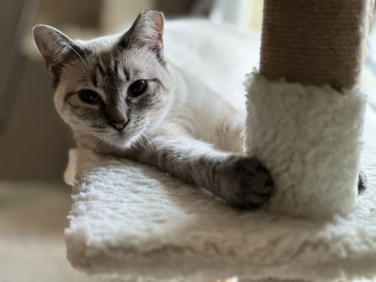 adoptable Cat in Ball Ground, GA named Slate