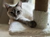 adoptable Cat in  named Slate