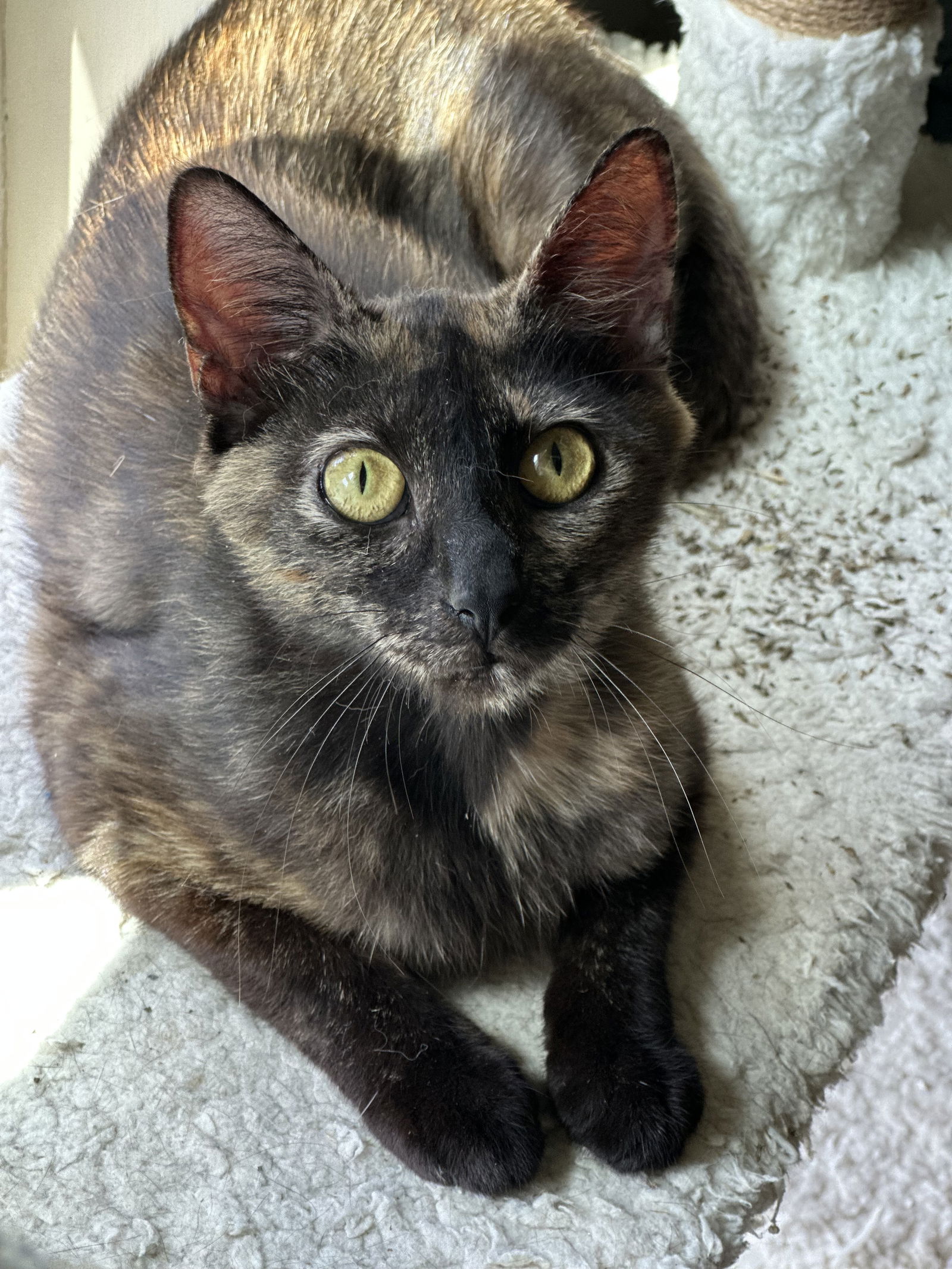 adoptable Cat in Ball Ground, GA named Loretta