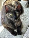 adoptable Cat in Ball Ground, GA named Loretta