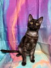 adoptable Cat in ball ground, GA named Envy