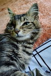 adoptable Cat in  named Stubbs