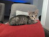 adoptable Cat in Ball Ground, GA named Bonnie