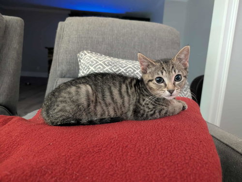 BONNIE - Tabby available for adoption