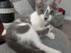 adoptable Cat in Ball Ground, GA named Lilianna