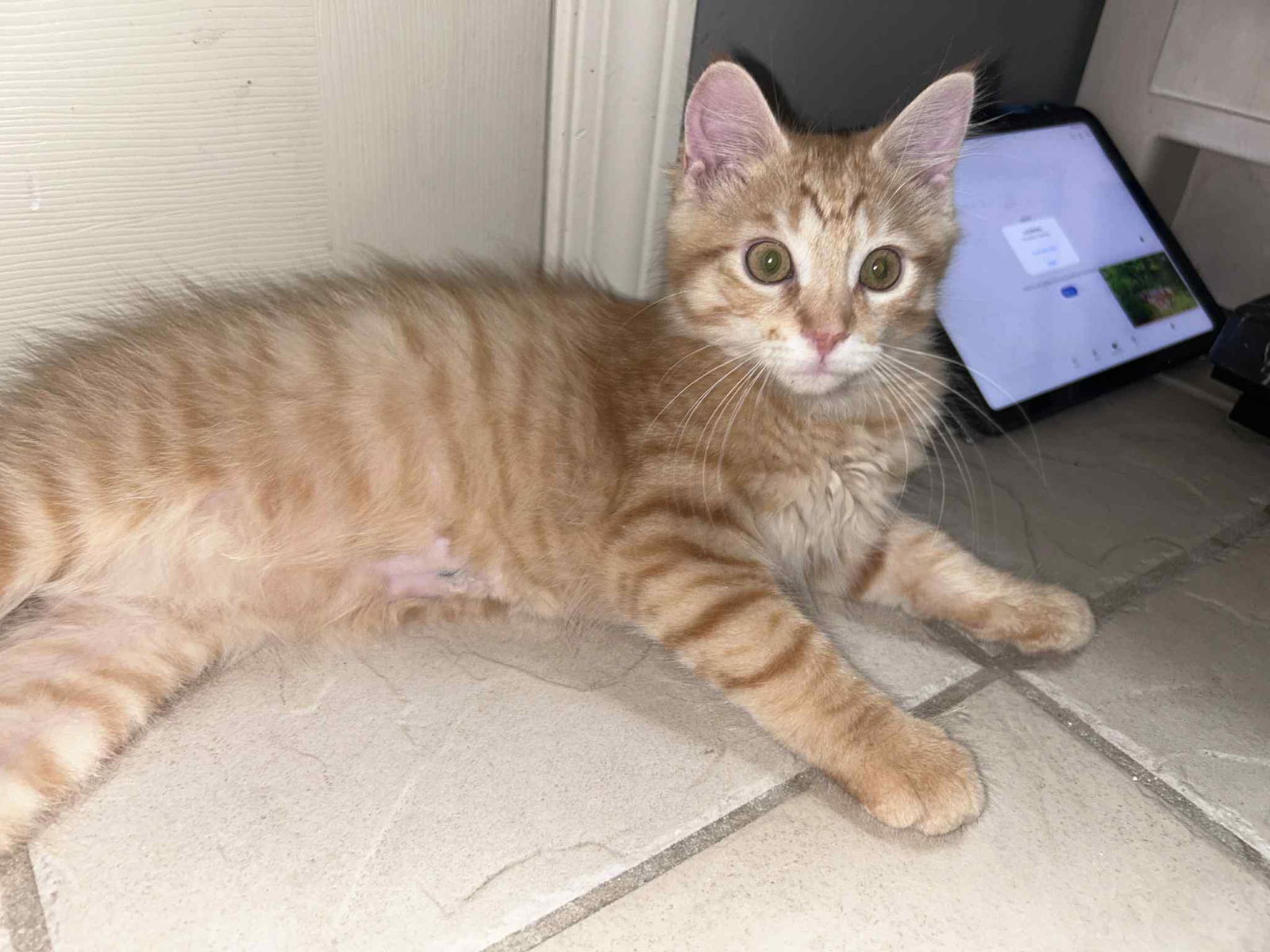 adoptable Cat in Ball Ground, GA named Nathan