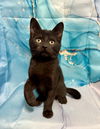 adoptable Cat in , GA named Anchovy