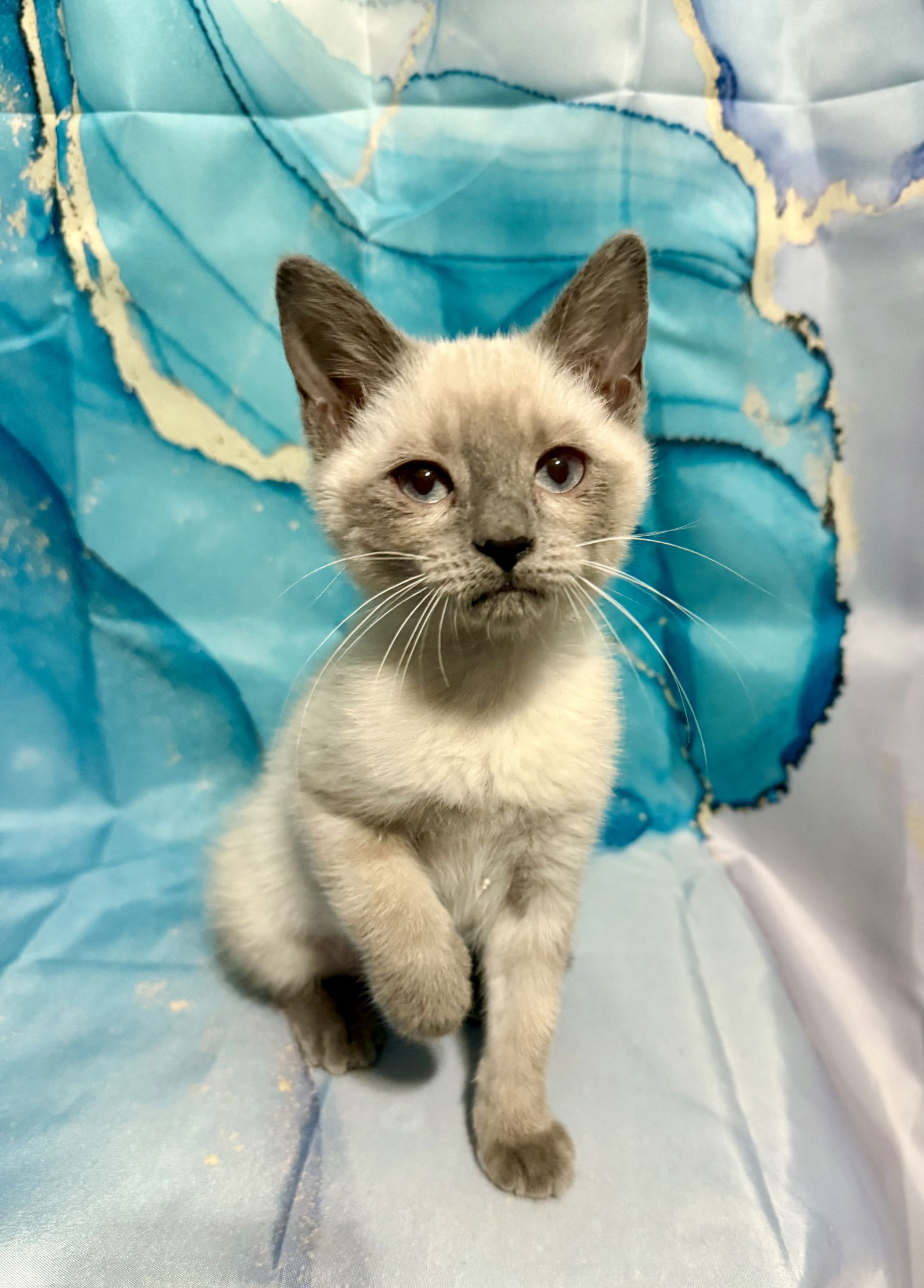 adoptable Cat in Ball Ground, GA named Sardine