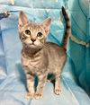 adoptable Cat in , GA named Catfish