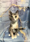 adoptable Cat in  named Betta