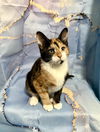 adoptable Cat in , GA named Koi