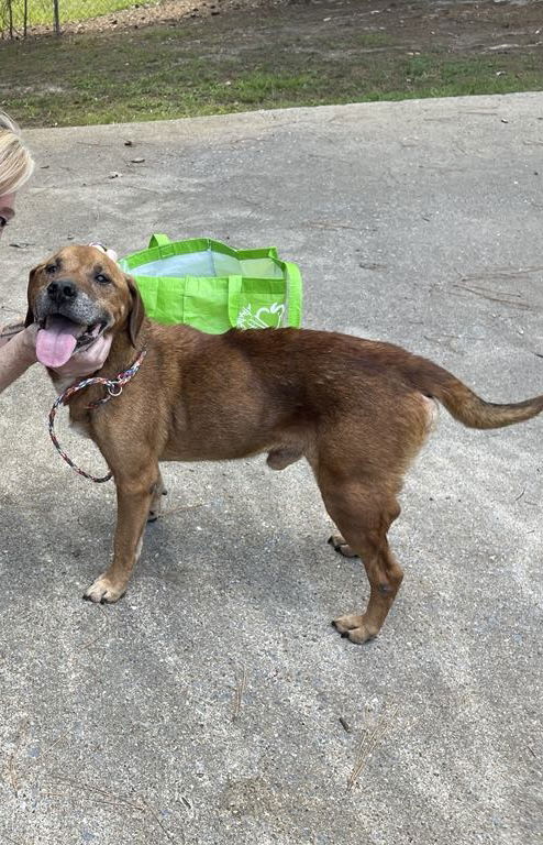adoptable Dog in Cartersville, GA named Brady