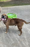 adoptable Dog in , GA named Brady