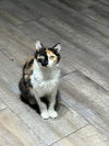 adoptable Cat in  named Cowgirl