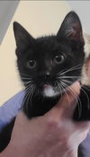 adoptable Cat in  named Gimlet