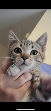 adoptable Cat in  named Martini