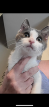 adoptable Cat in  named Bellini