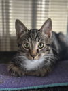 adoptable Cat in  named Nimbus