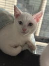 adoptable Cat in  named Cumulus