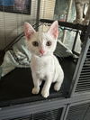 adoptable Cat in  named Cirrus