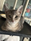 adoptable Cat in  named Stratus