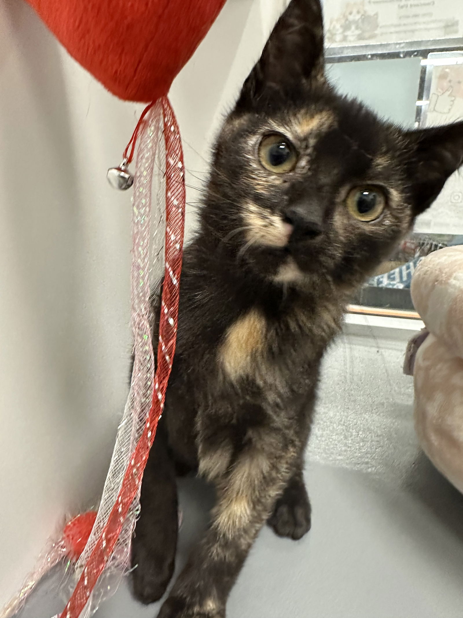 adoptable Cat in Ball Ground, GA named Peggy Sue