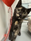 adoptable Cat in  named Peggy Sue
