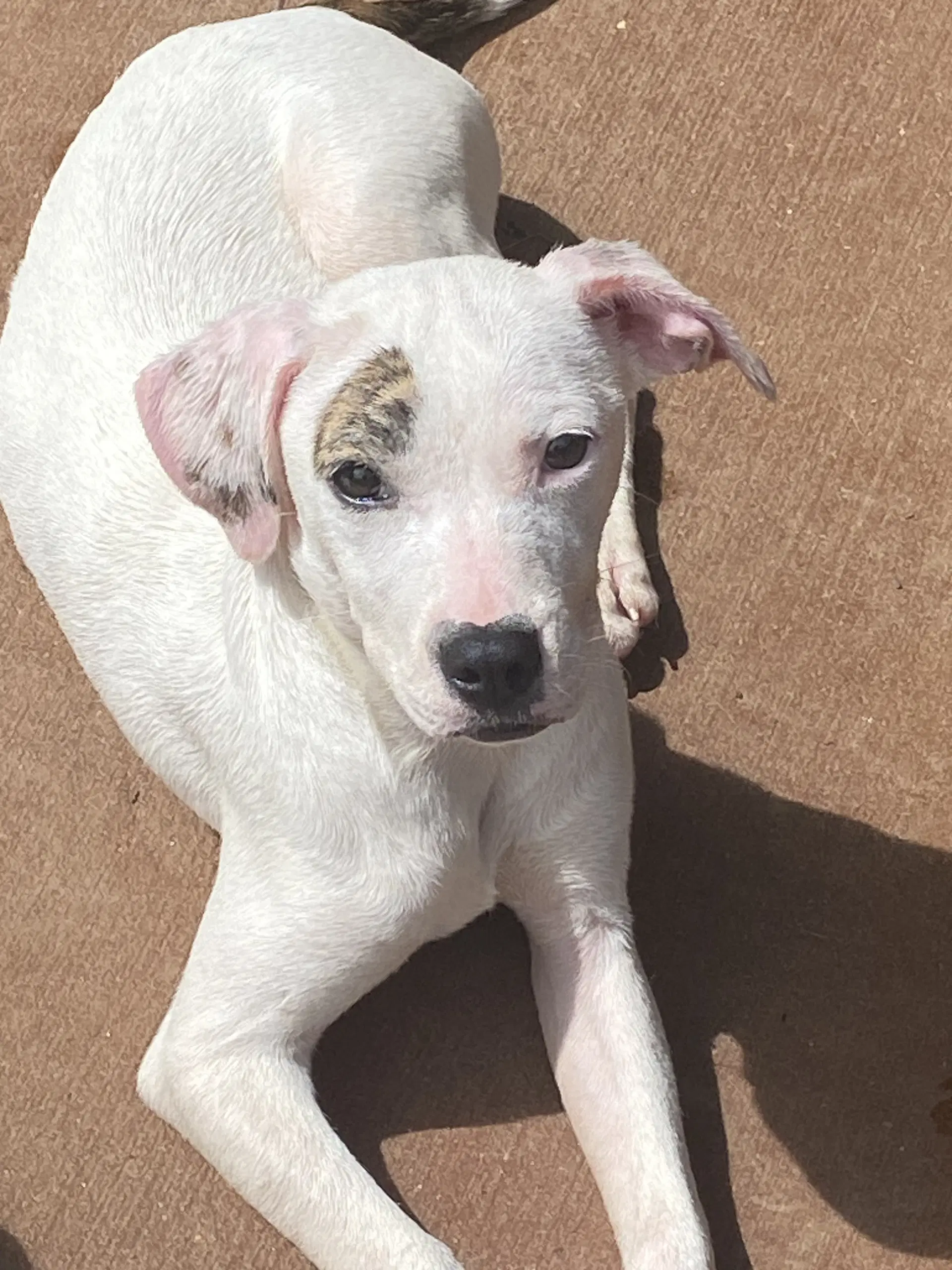 Yellowluna - Labrador Retriever