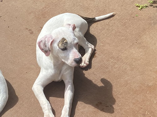 YELLOW - American Pit Bull Terrier / Staffordshire Bull Terrier available for adoption