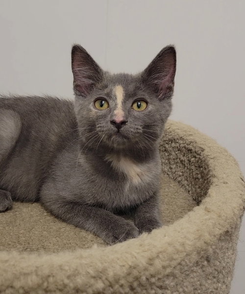 picture of the cat needing adoption