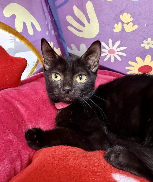 picture of the cat needing adoption