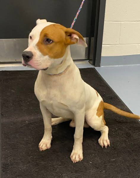 picture of the dog needing adoption