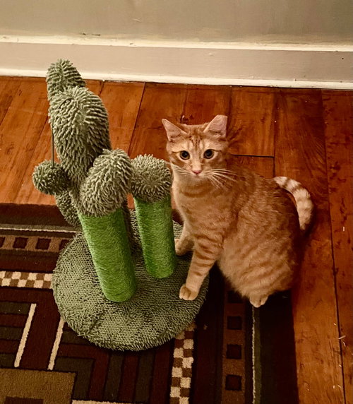 TANGY - Domestic Short Hair available for adoption