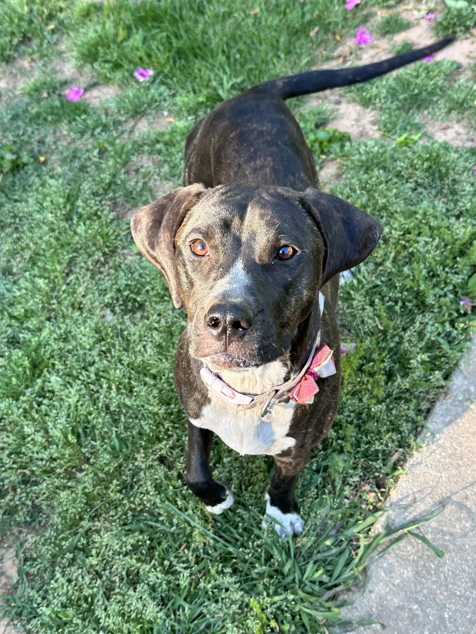 Nangiprincess - Hound