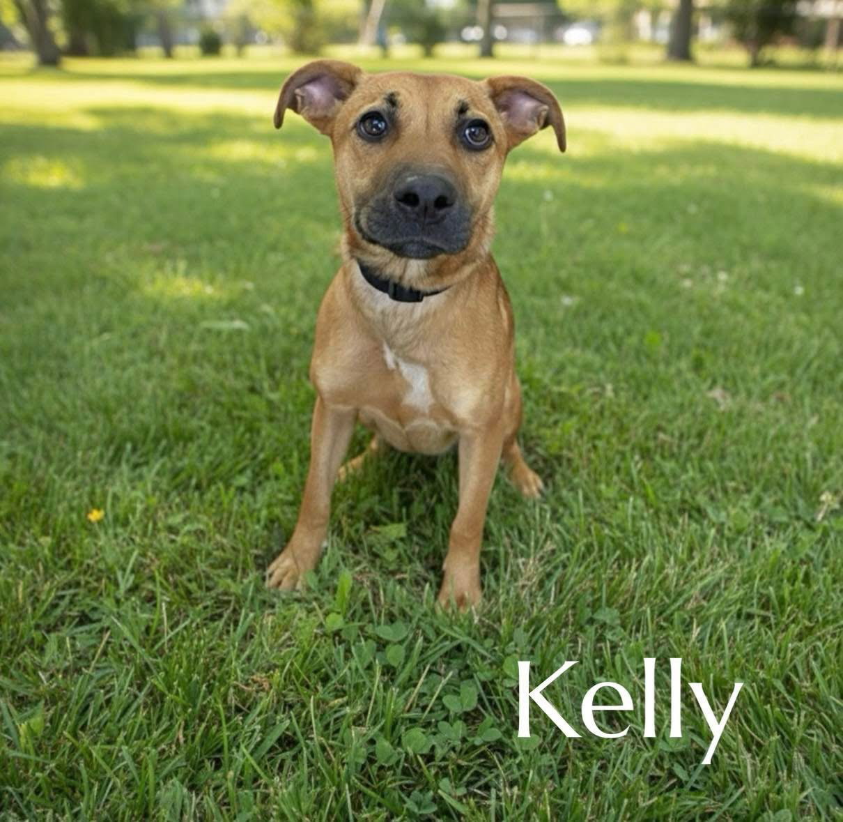 Kelly