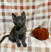 Merlot - Photo 7