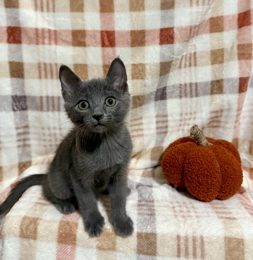picture of the cat needing adoption