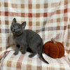Merlot - Photo 8