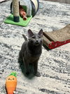 Merlot - Photo 6
