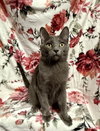 Merlot - Photo 1