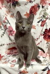 Merlot - Photo 2