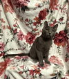 Merlot - Photo 3