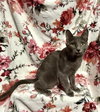 Merlot - Photo 4