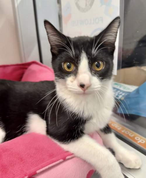 LINK - Domestic Short Hair available for adoption