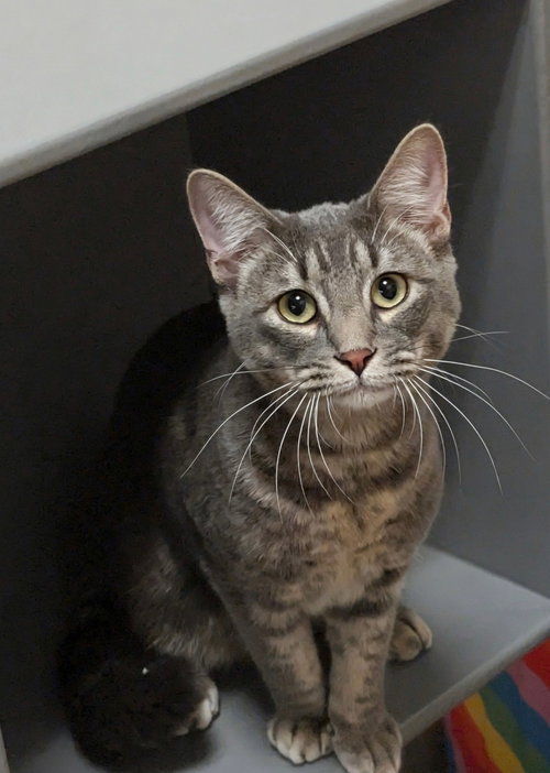 CHESNEY - Domestic Short Hair available for adoption