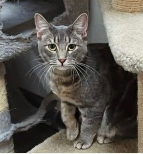 picture of the cat needing adoption