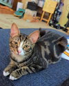 Nelson - Photo 2