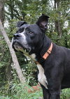 Charlie - Photo 1